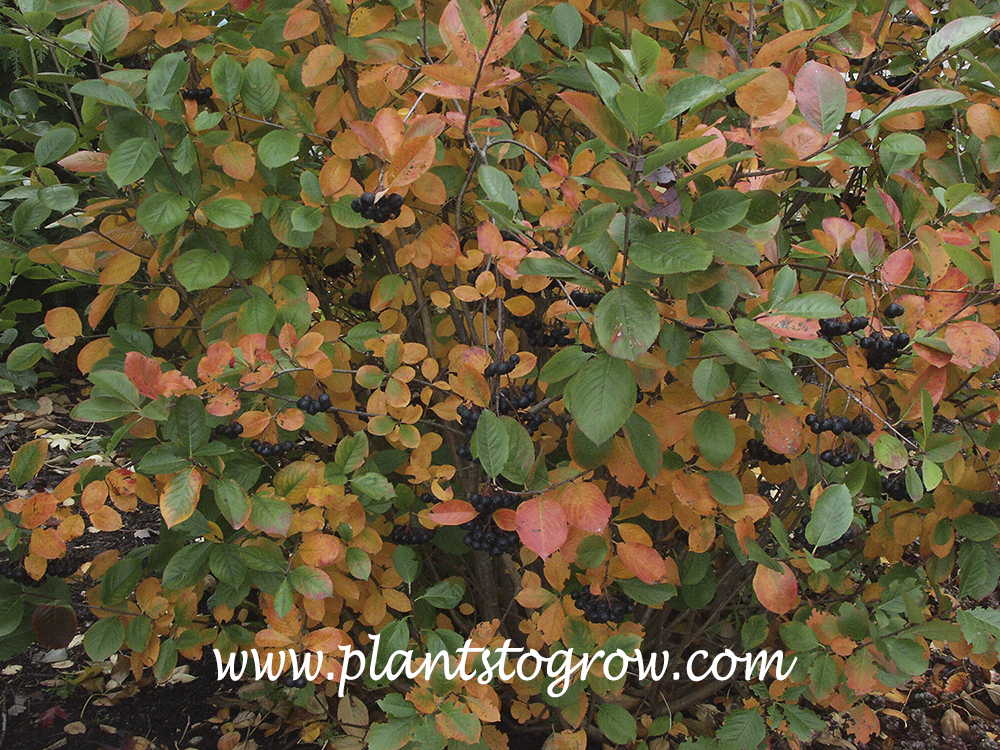 Black Chokeberry )Aronia melanocarpa elata) 
Early fall foliage (picture taken August 17th)